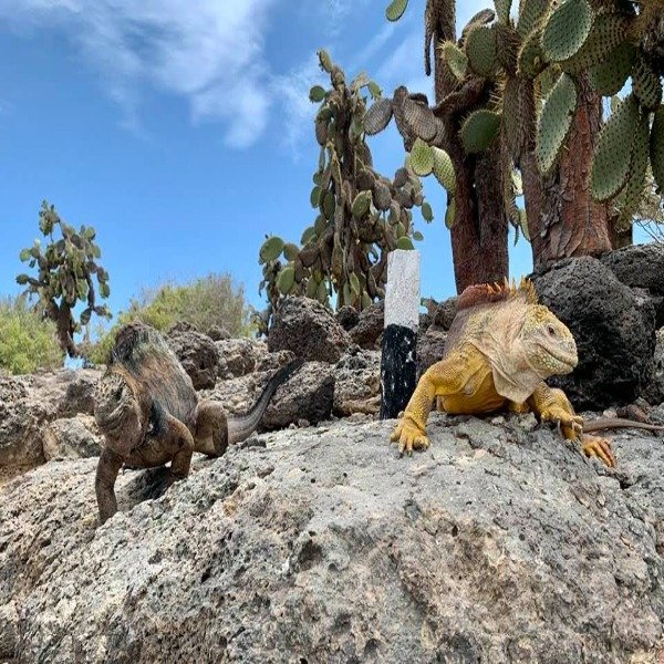 Iguanas convertido a 600x600 1