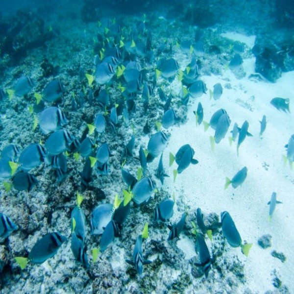 UNADJUSTEDNONRAW thumb ad convertido a 600x600 1