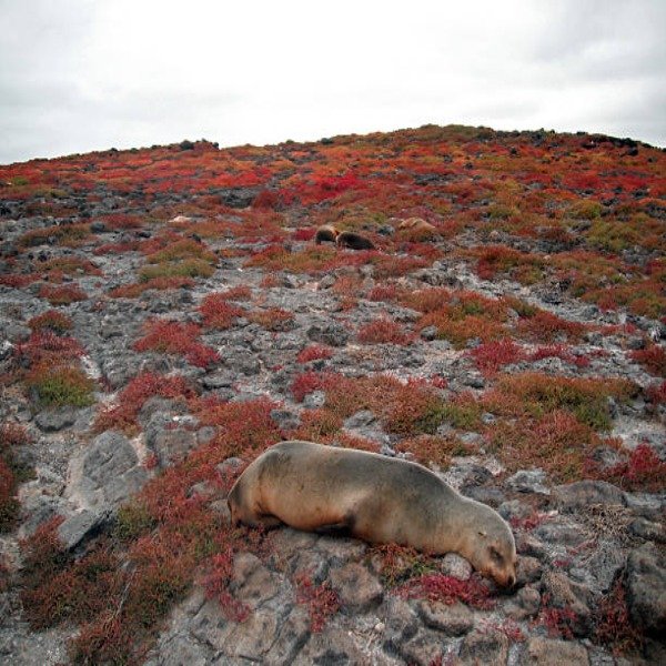 istockphoto 494091493 612x612 convertido a 600x600 1