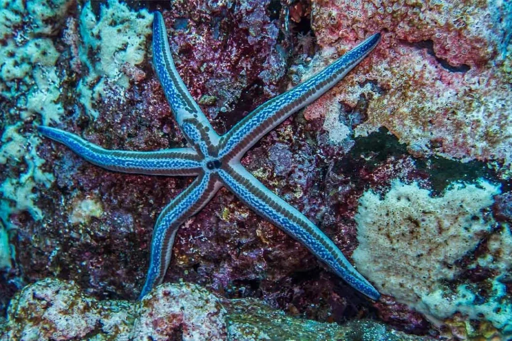 00 GORDONROCK 1080x720 1