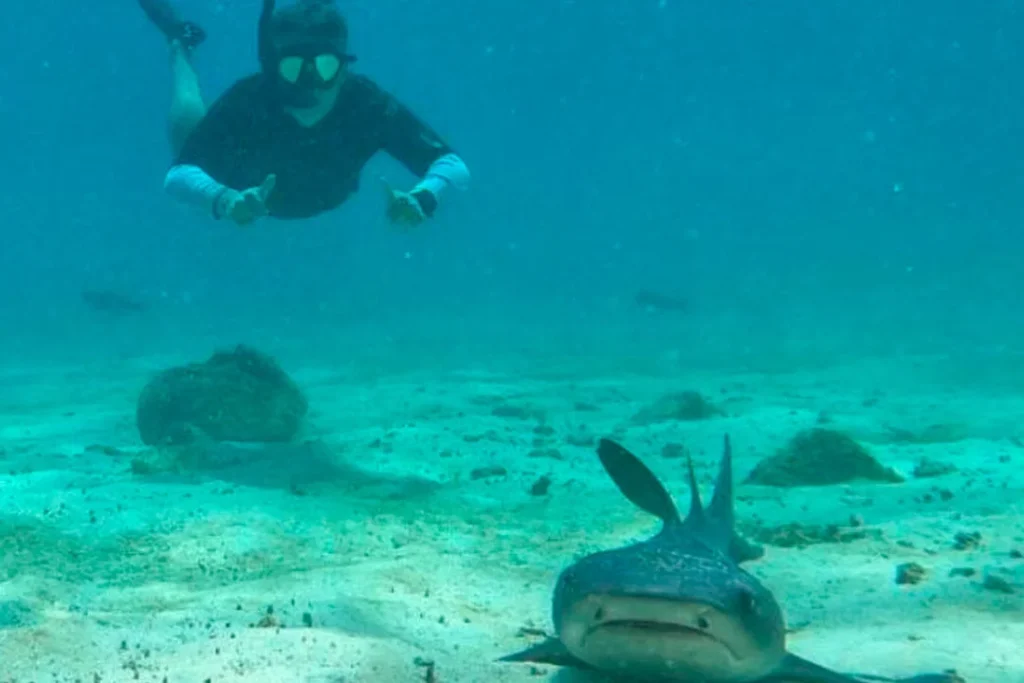 0001 PINZON 1080x720 1