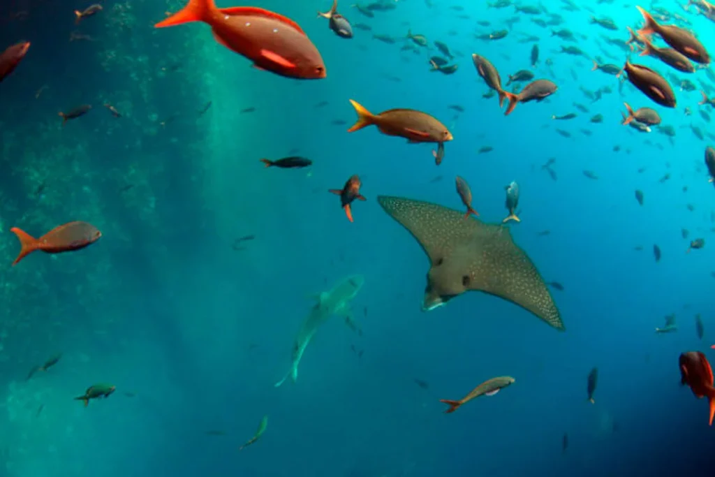 001 KICKER ROCK 1080x720 1