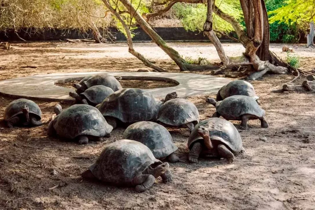 003 ISABELA 1080x720 1