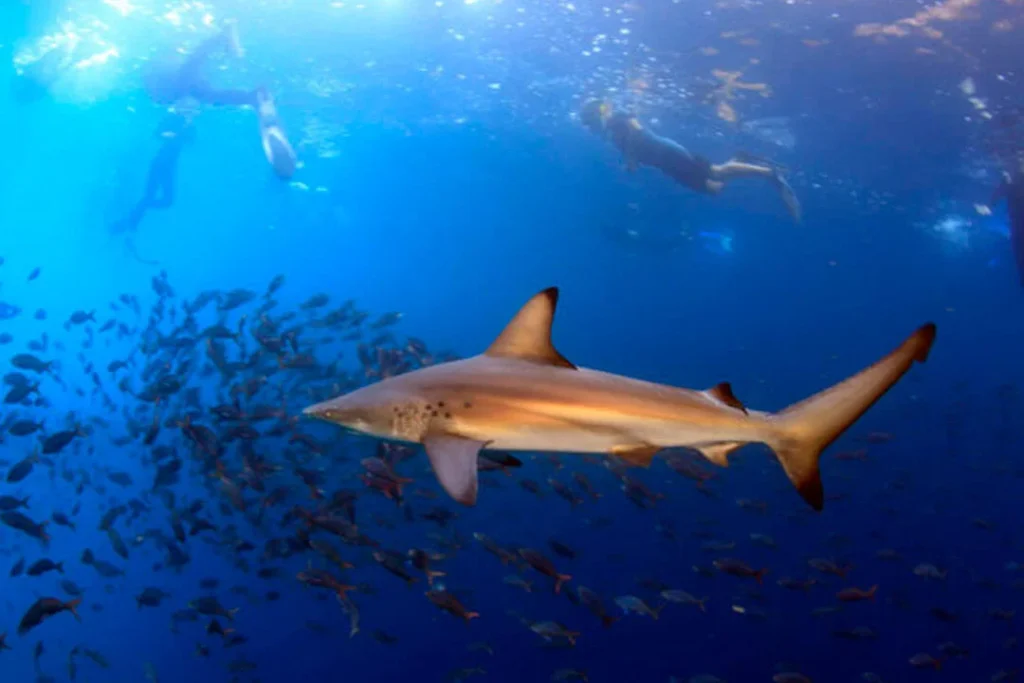 003 KICKER ROCK 1080x720 1