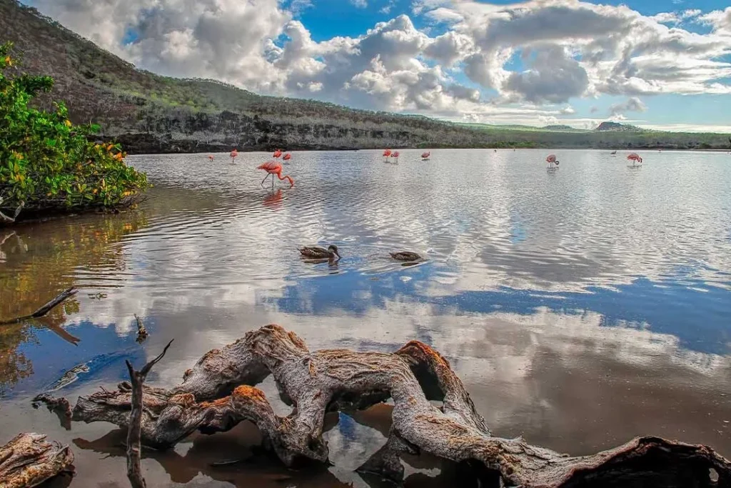 01 FLOREANA 1080x720 1