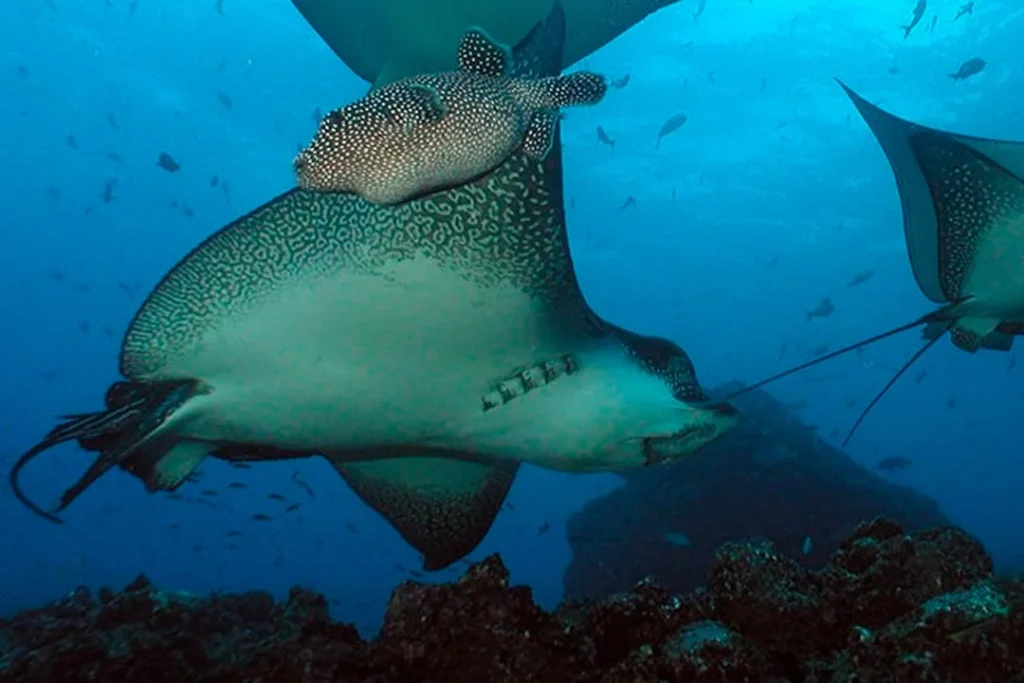 02 Buceo SeymourMosquera 1