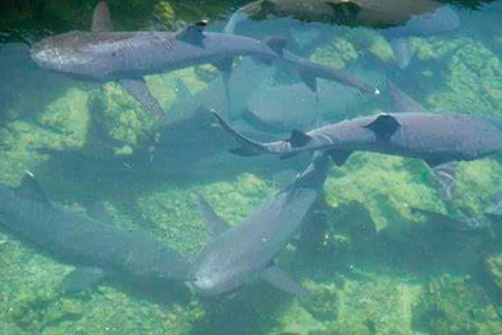 03 ISABELA 1080x720 1