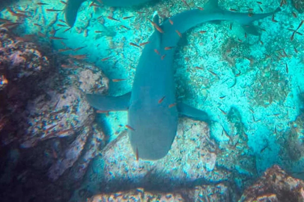 04 DAPHNE 1080x720 1