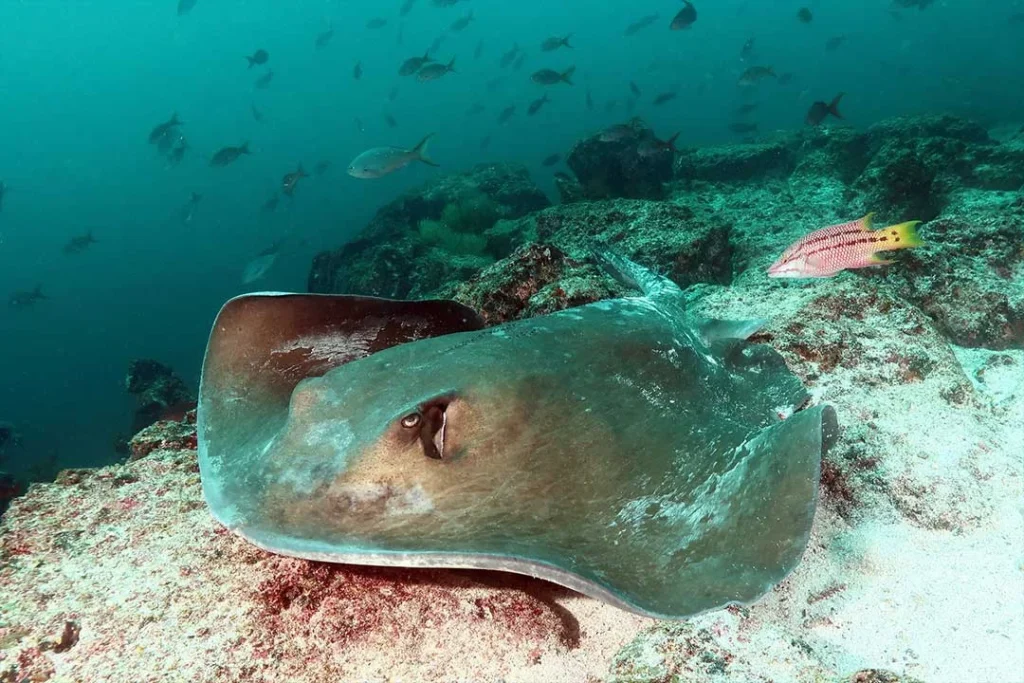 05 Buceo SeymourMosquera