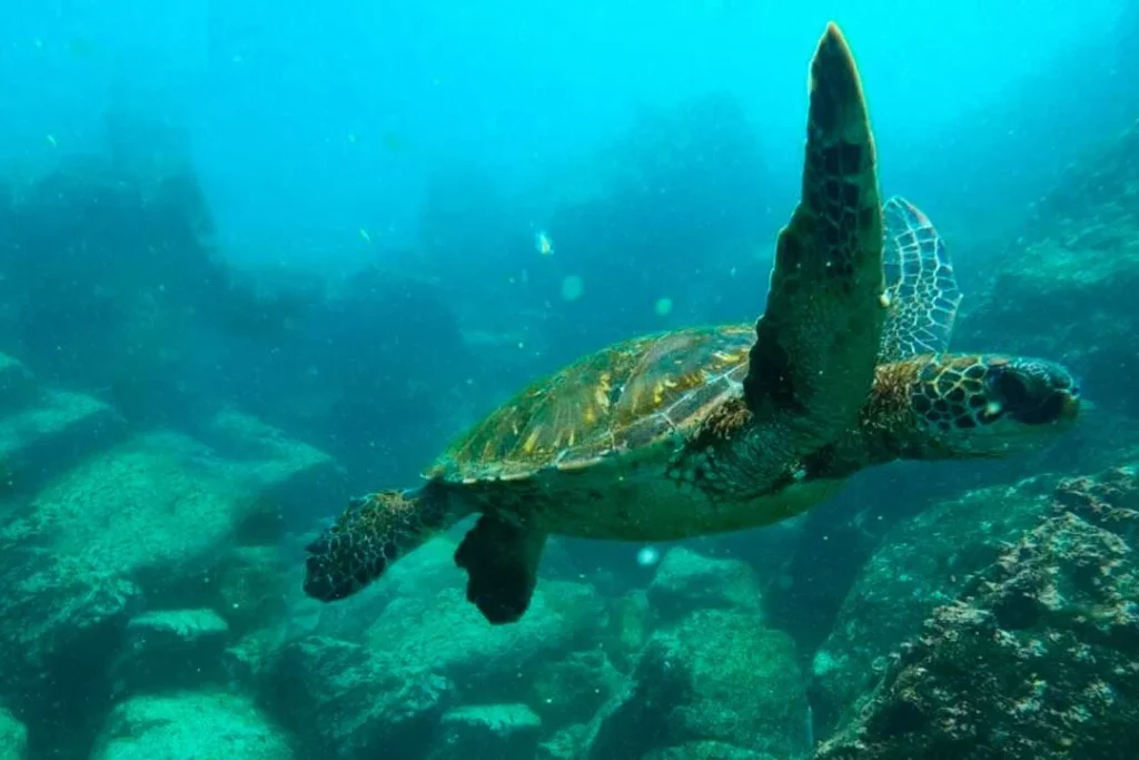 05 DAPHNE 1080x720 1