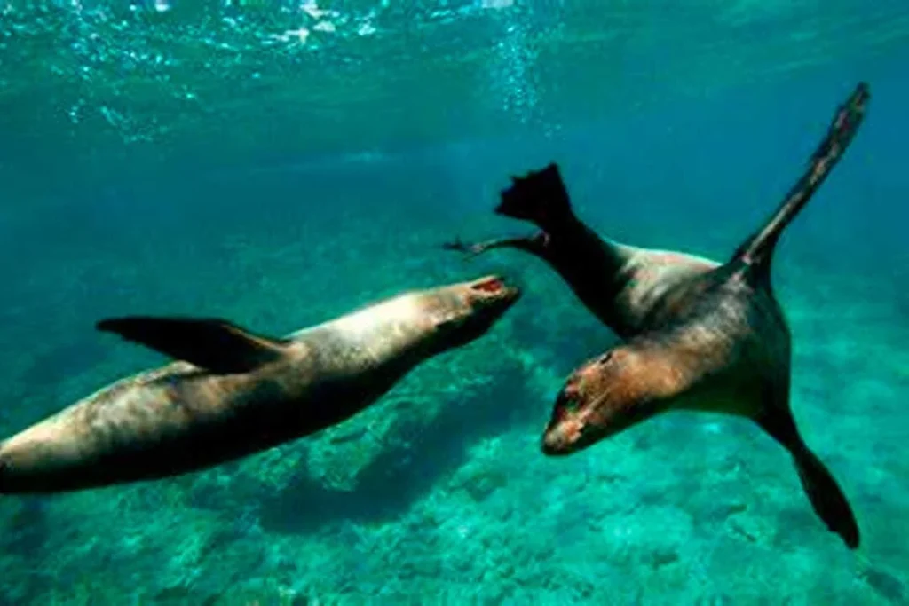 05 FLOREANA 1080x720 1