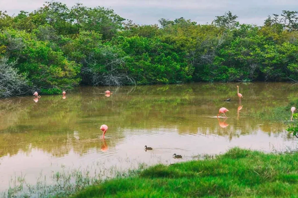 07 FLOREANA 1080x720 1