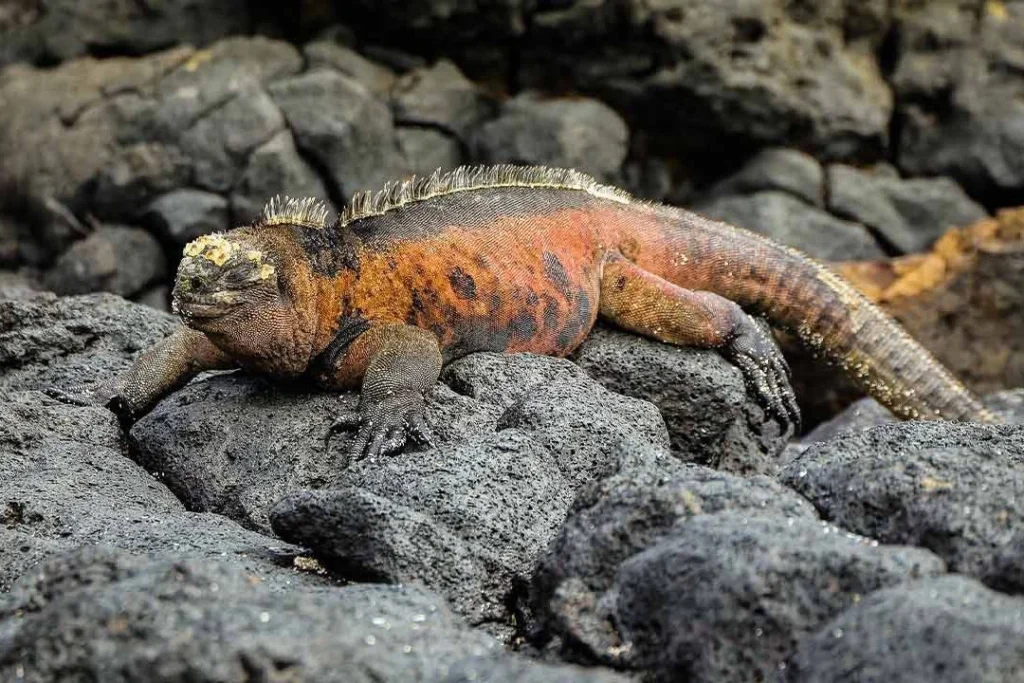 FLOREANA PA 6 1080x720 1