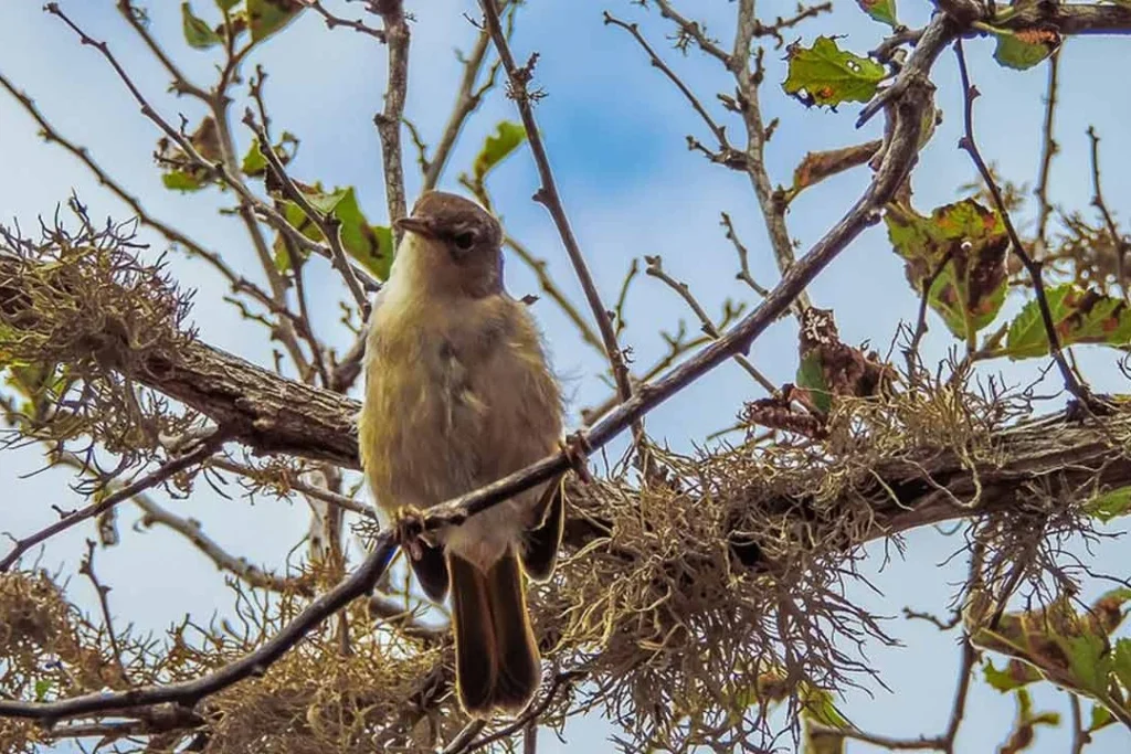 FLOREANA PA 8 1080x720 1