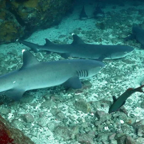 Isla Seymour Norte Mosquera o Daphne 1