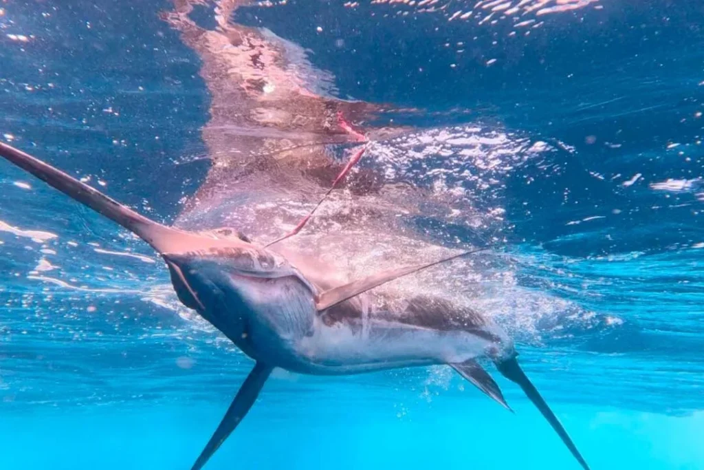 PESCA M 4 1080x720 1