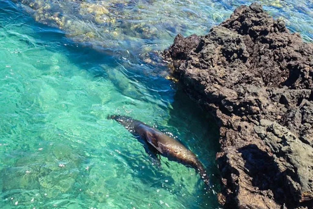 PINZON 4 1080x720 1 1