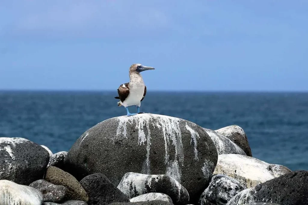 SEYMOUR 1 1080x720 1