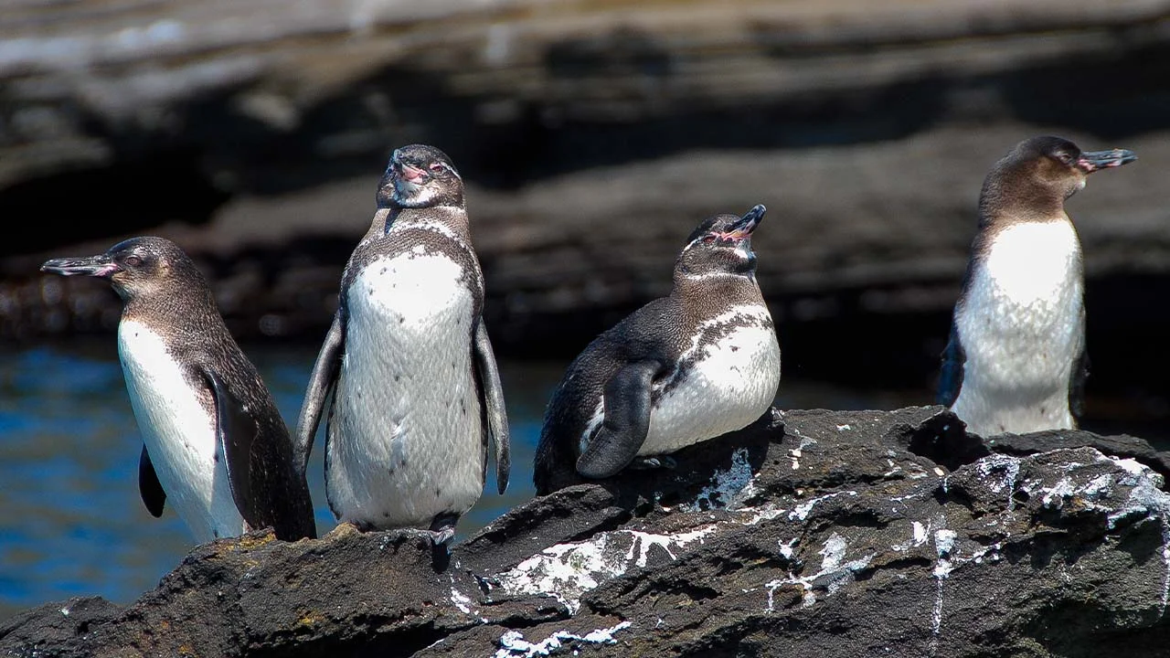 TOUR DESDE ISABELA GPSE
