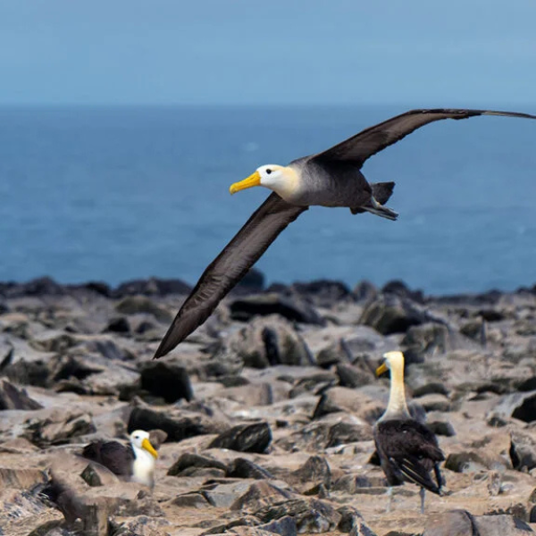 Tour Isla Espanola 1