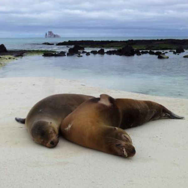 Tour Leon Dormido Cerro Brujo